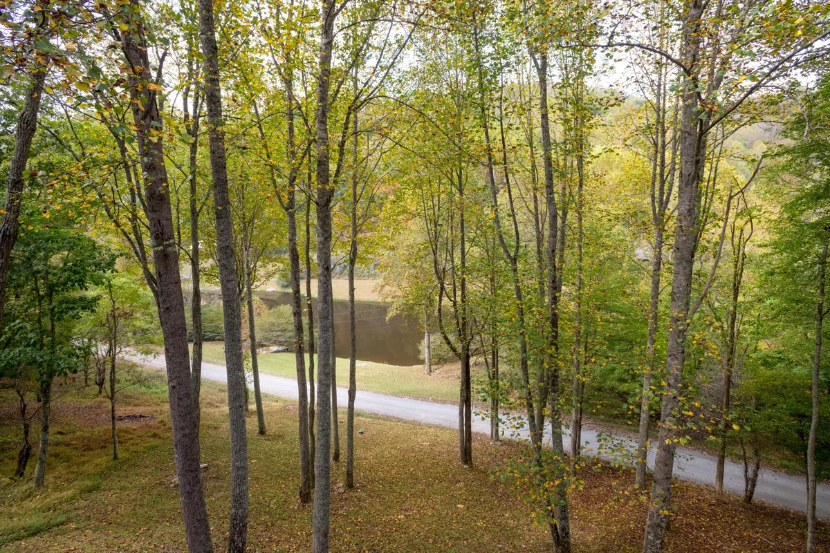 A tranquil vista featuring tall trees, calm water, and a winding road, evoking a sense of discovery and adventure. The natural elements set the stage for birdwatching, lakeside strolls, or simply enjoying the outdoors with a pet.